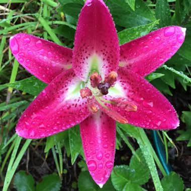 Lilium 'Entertainer'