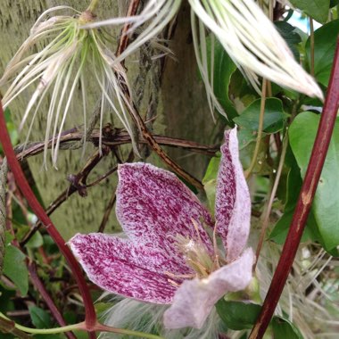 Clematis 'Freckles'