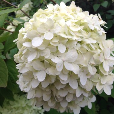 Hydrangea 'Grandiflora'