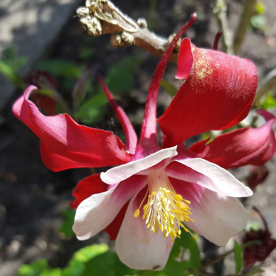 Columbine