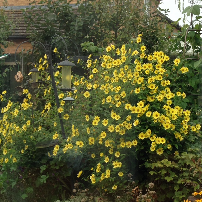 Helianthus 'Lemon Queen'