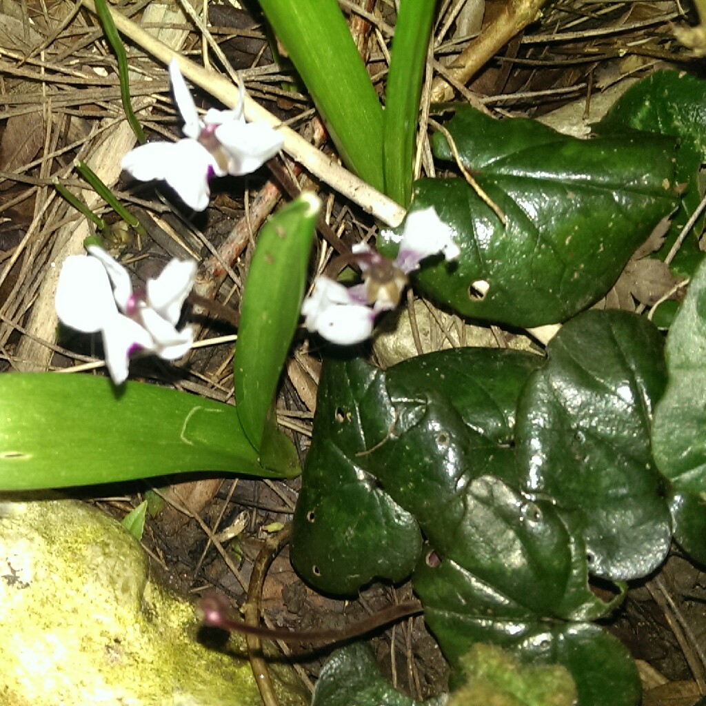 Cyclamen (Species) Ivy-Leaved Cyclamen 'Album'