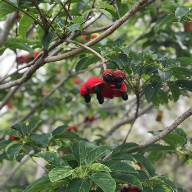 Ochna serrulata