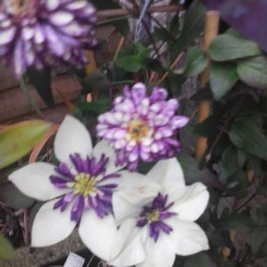 Clematis 'Viennetta'™