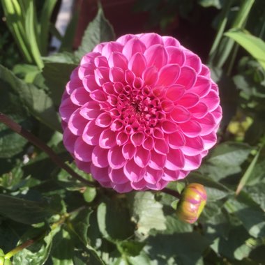 Bedding Dahlia