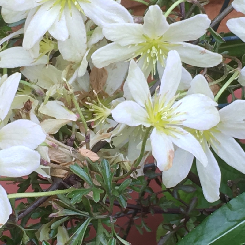 Clematis 'Joe'