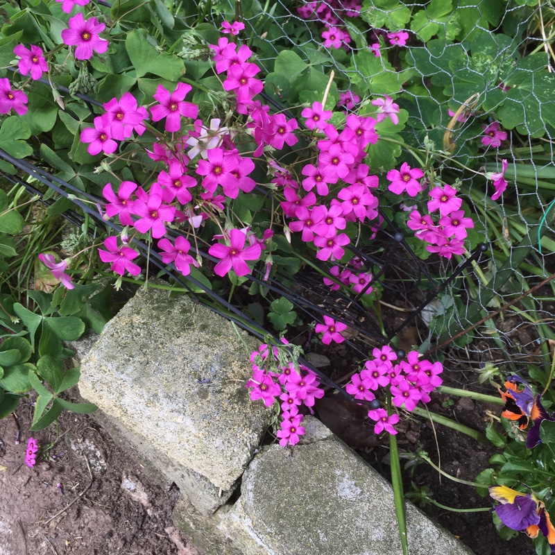 Pale-Pink Sorrel