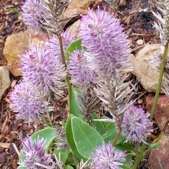 Plant image Ptilotus exaltatus 'Joey'