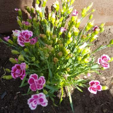 Dianthus caryophyllus