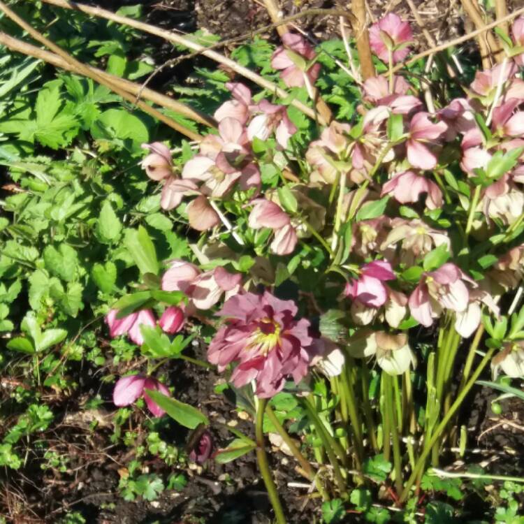 Plant image Helleborus x hybridus 'Double Ellen Purple' (Double Ellen Series)