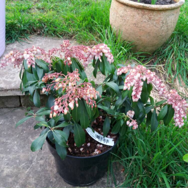 Plant image Pieris japonica 'Katsura'