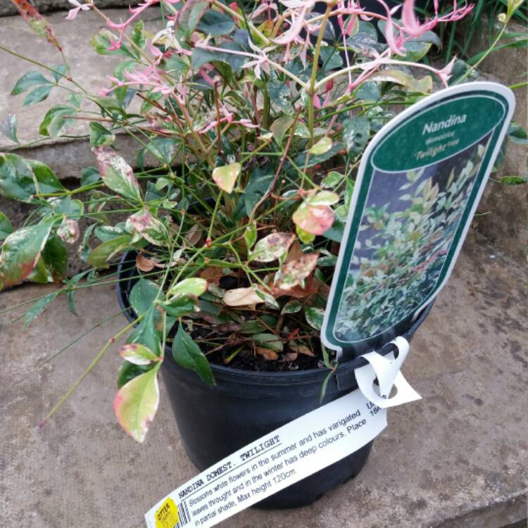 Plant image Nandina domestica 'Twilight'