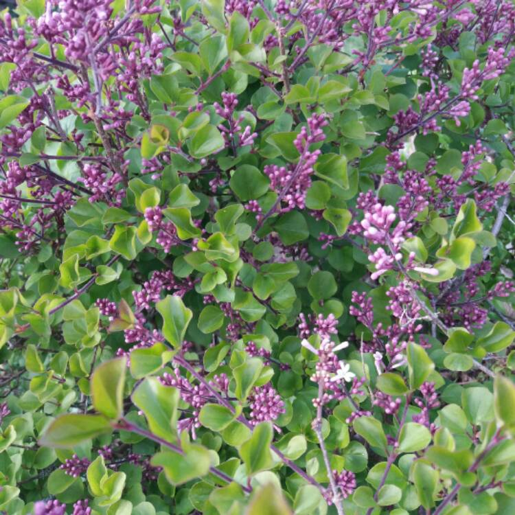 Plant image Syringa x persica