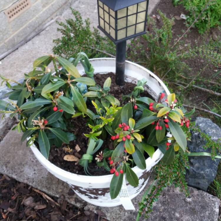 Plant image Skimmia japonica 'Pabella'