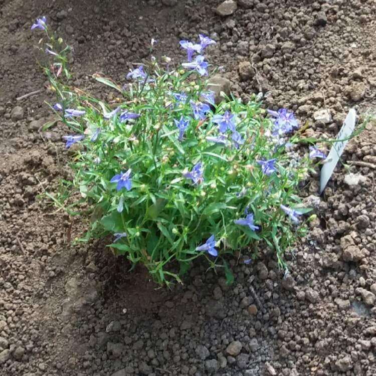 Plant image Lobelia erinus 'Bella Aqua'