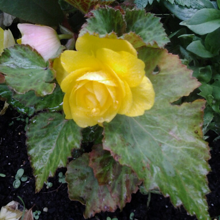 Tuberous Begonia