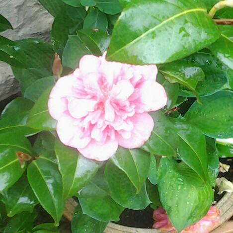 Camellia