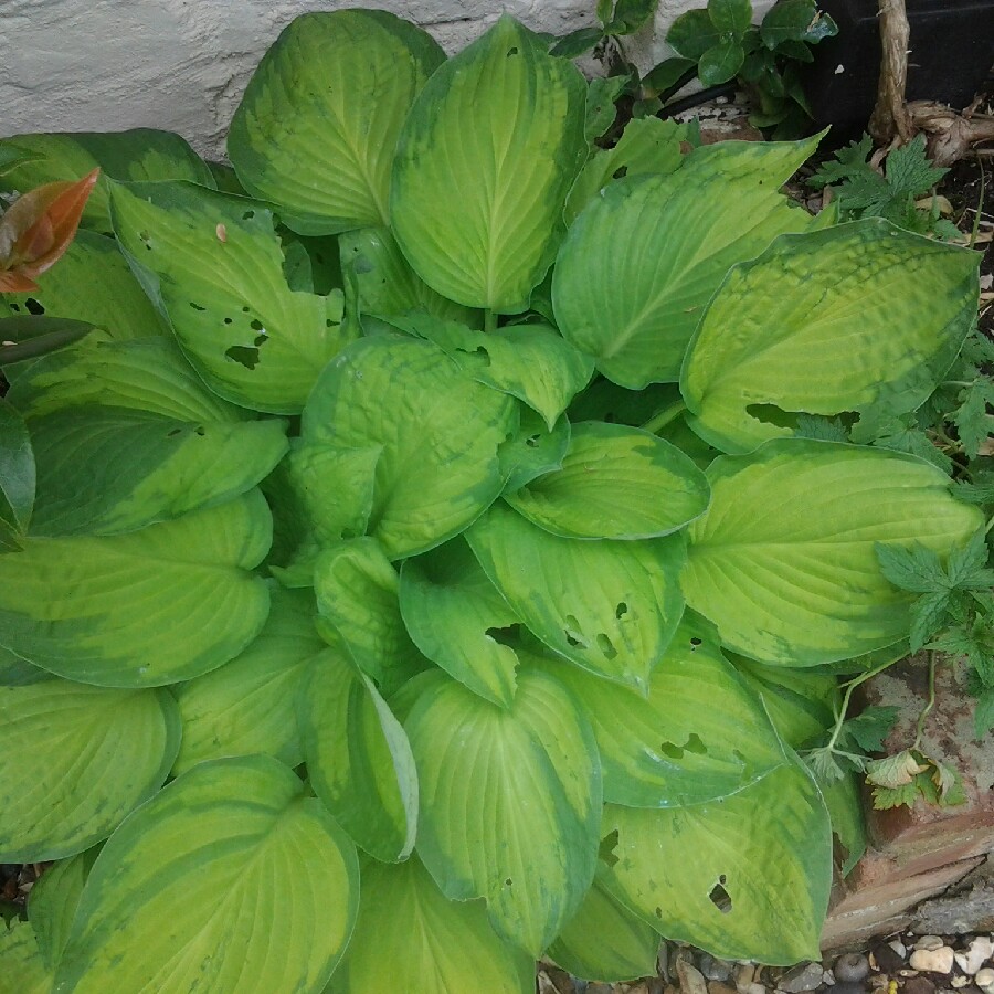 Plantain Lily 'Wide Brim'