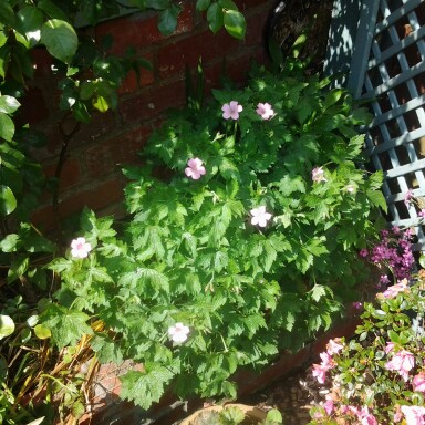 Cranesbill (Geranium)