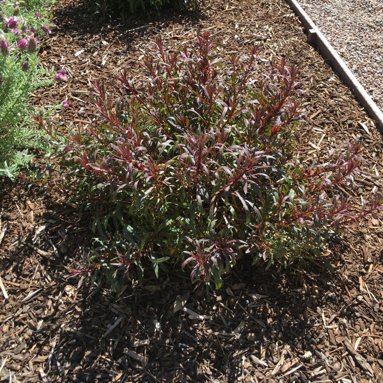 Plant image Oenothera lindheimeri 'Florgaucompi' syn. Oenothera lindheimeri 'Gaudi Pink', Gaura lindheimeri 'Gaudi Pink'