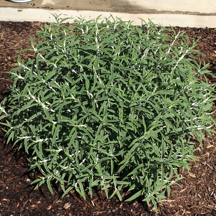 Plant image Salvia leucantha 'Santa Barbara'