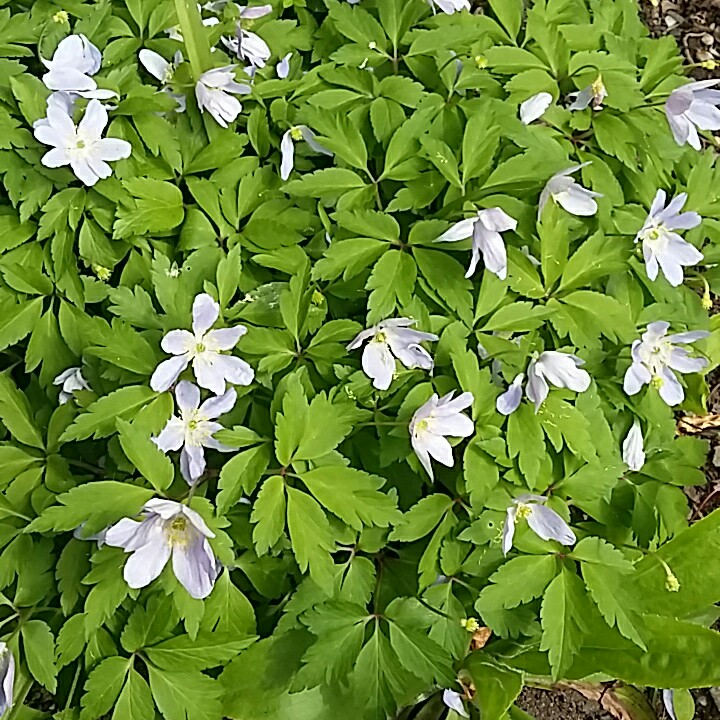 Anemone nemorosa