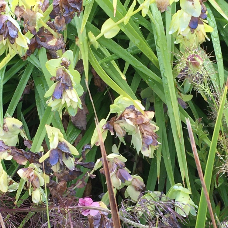 Plant image Cerinthe