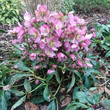 Hellebore 'Tutu'