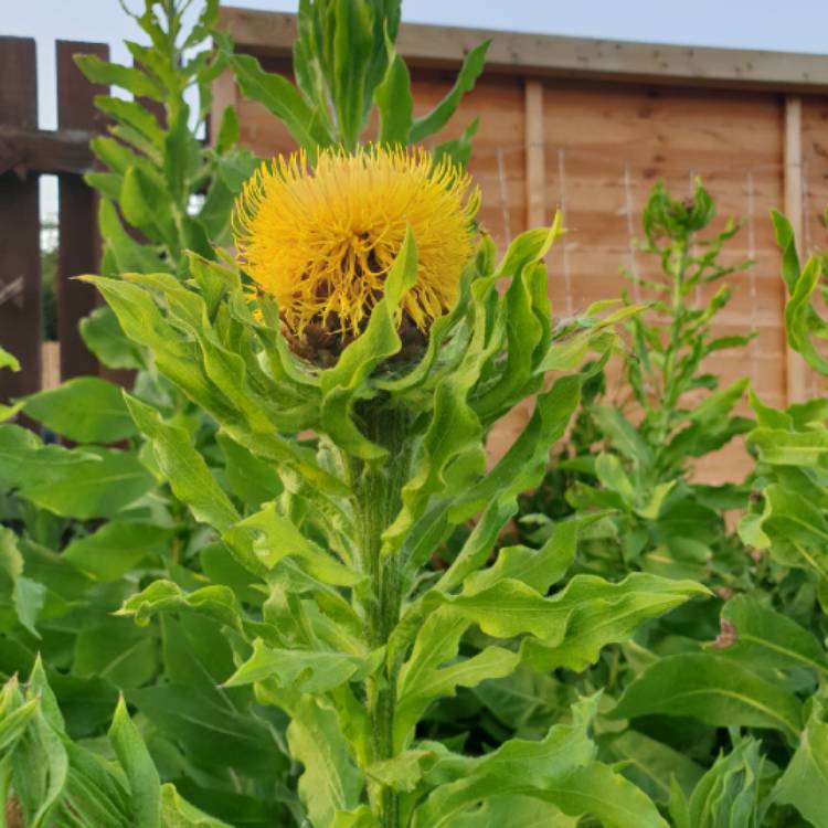 Plant image Centaurea macrocephala