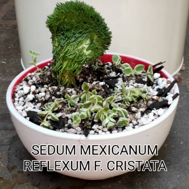 Plant image Sedum Mexicanum reflexum f. cristata