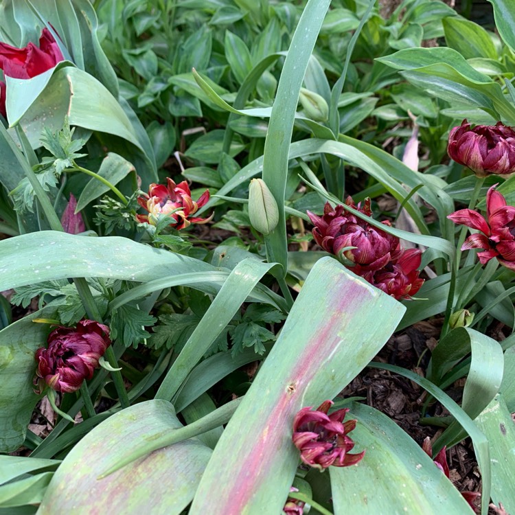 Plant image Tulipa humilis 'Samantha'