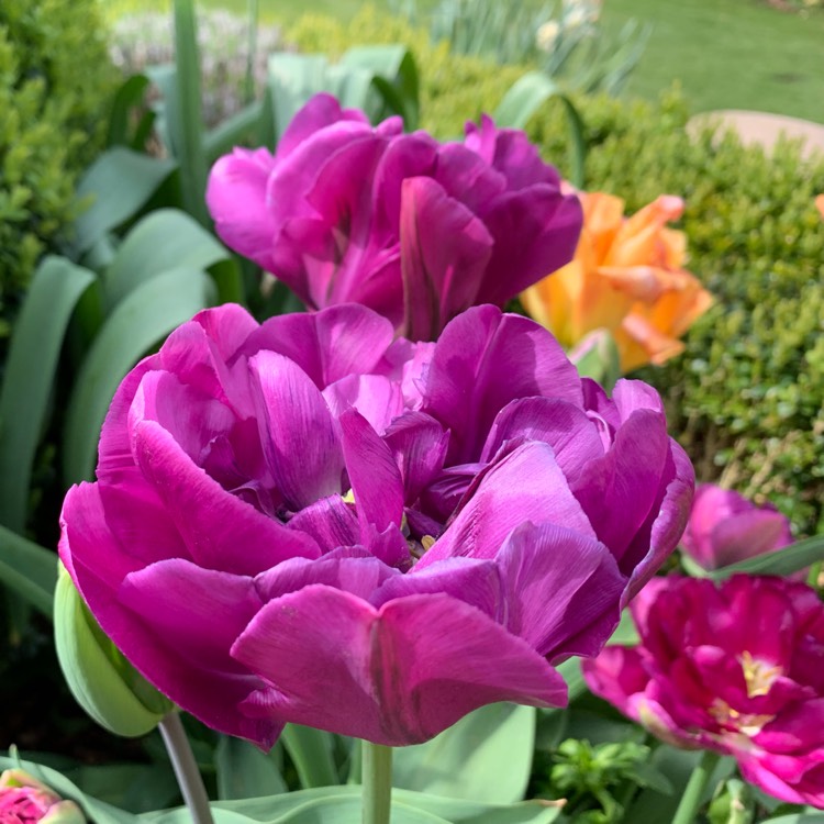 Plant image Tulipa 'Blue Spectacle'