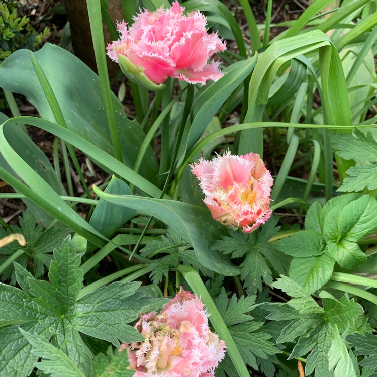 Plant image Tulipa 'Queensland'