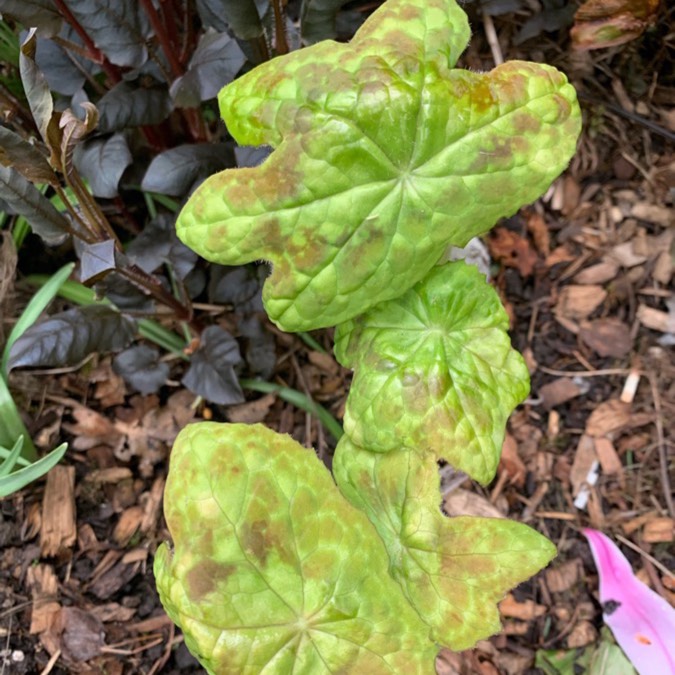 Plant image Dysosma versipellis 'Spotty Dotty' syn. Podophyllum versipelle 'Spotty Dotty'