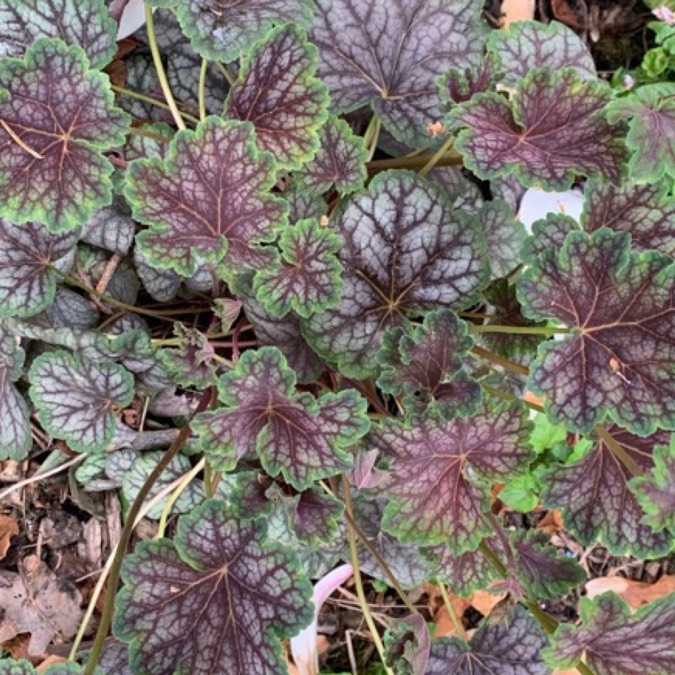 Plant image Heuchera 'Green Spice' syn. Heuchera americana 'Green Spice'