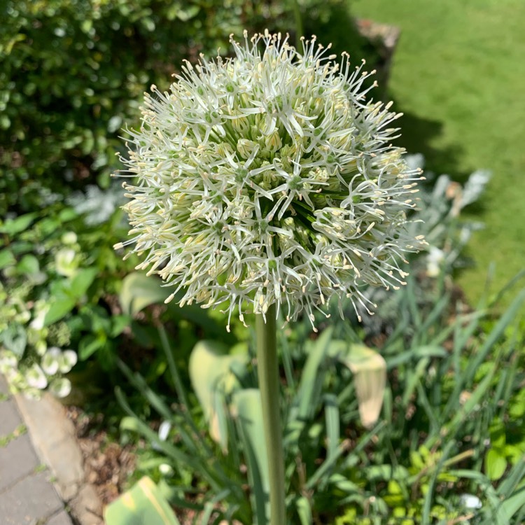 Plant image Allium stipitatum 'Mount Everest'