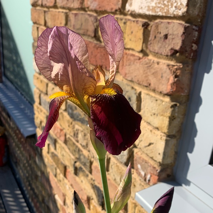 Plant image Iris x germanica 'Indian Chief'