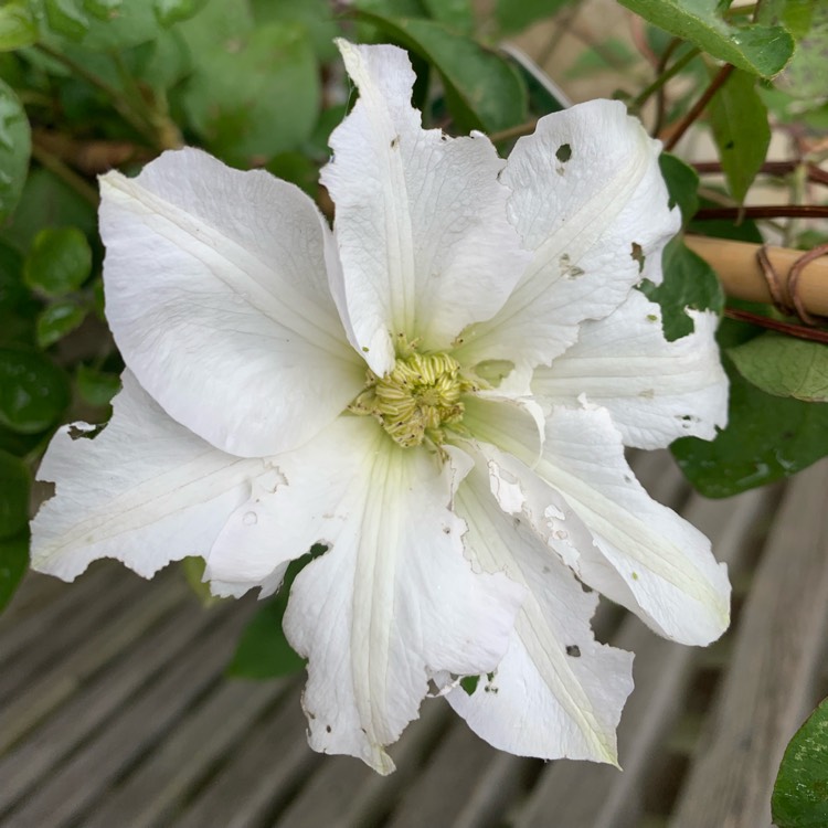 Plant image Clematis 'Mrs George Jackman'