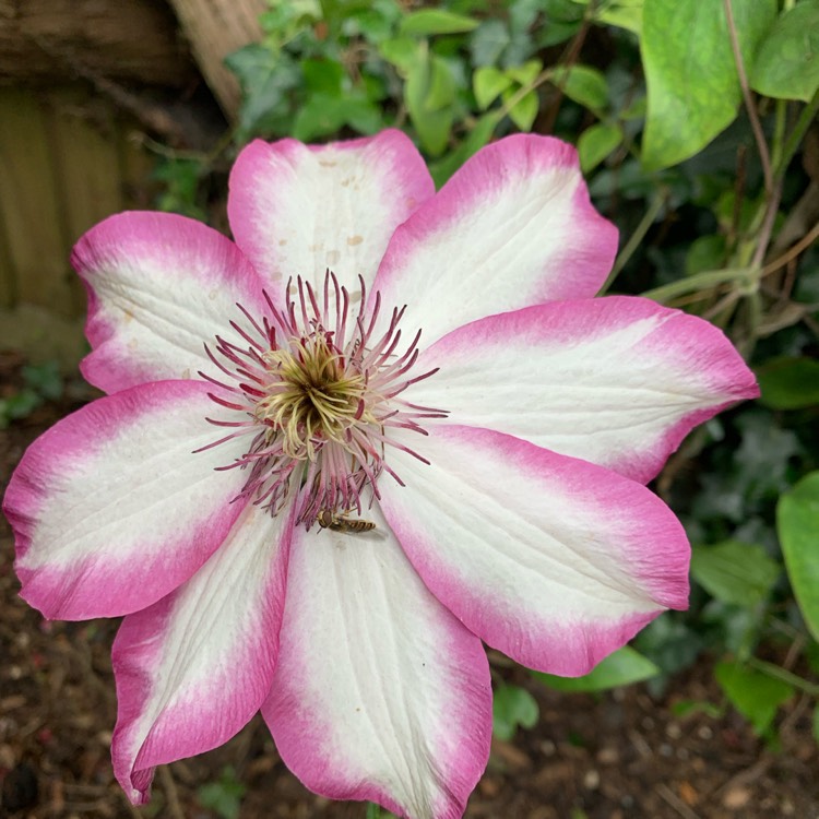 Plant image Clematis 'Picotee Kiss'