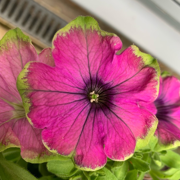 Plant image Petunia 'Wespekepu' (Crazytunia Series) syn. Petunia 'Kermit Purple'