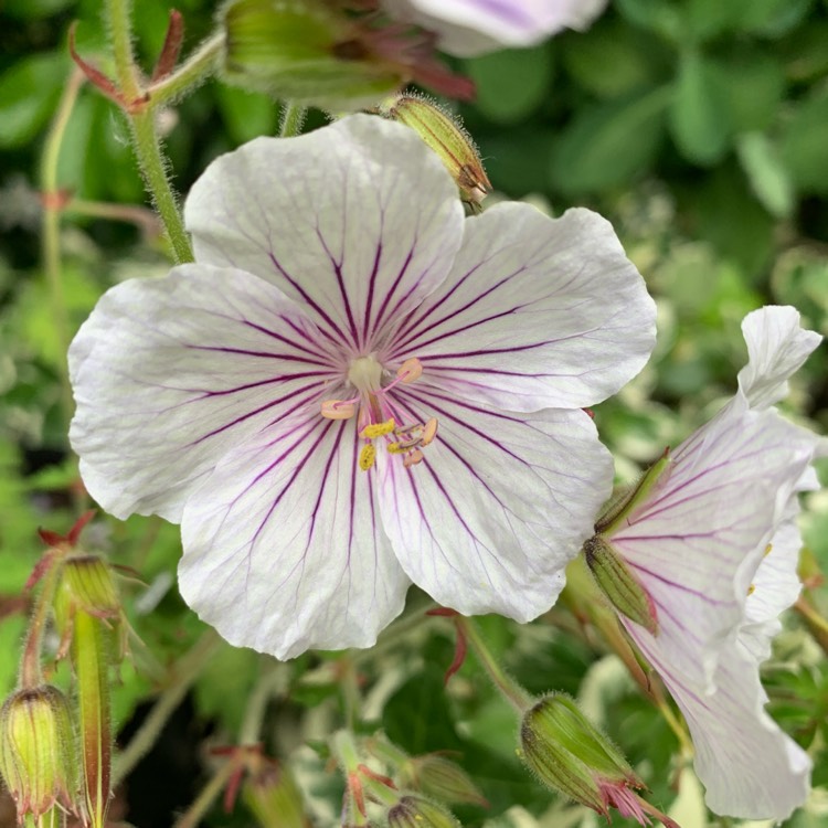 Plant image Geranium himalayense 'Derrick Cook'