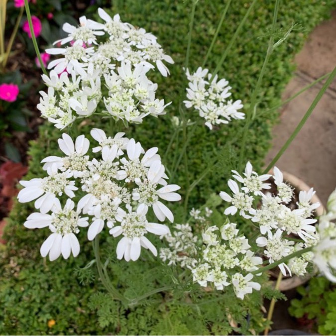 Plant image Orlaya Grandiflora