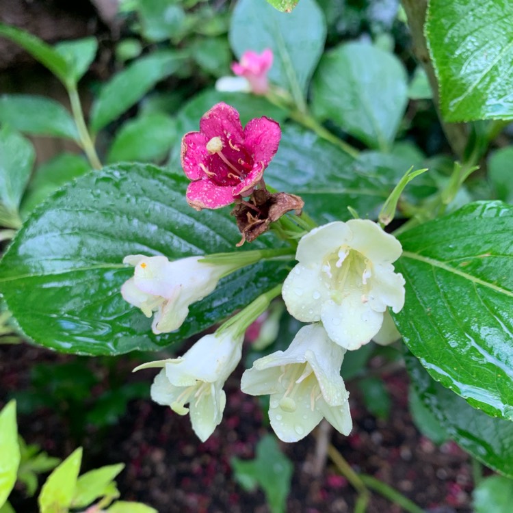 Plant image Weigela florida 'Versicolor' syn. Weigela florida 'Strawberries and Cream'