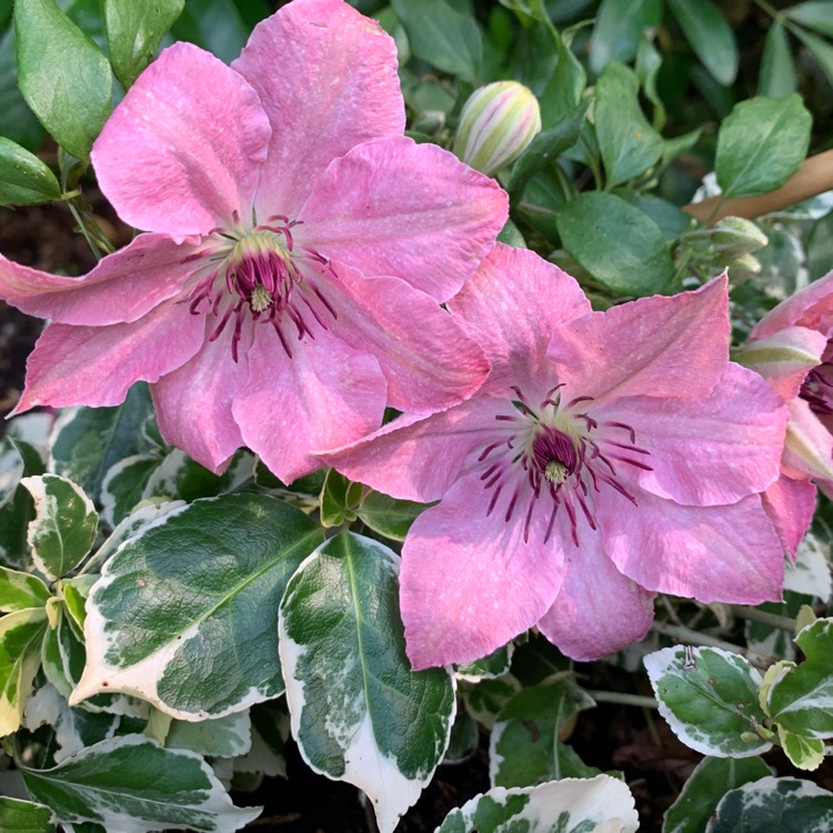 Plant image Clematis 'Sarah Elizabeth'™ evipo098