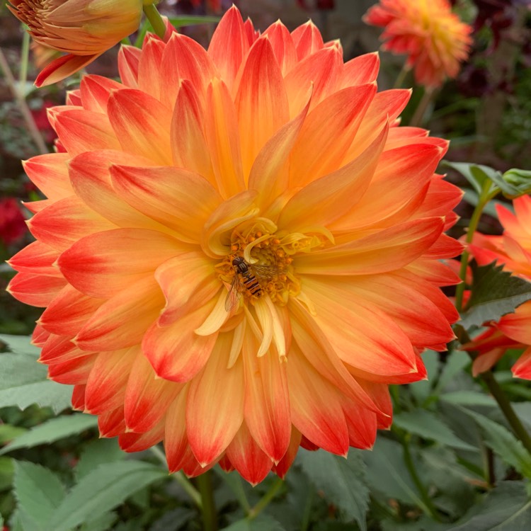 Plant image Dahlia 'Procyon'