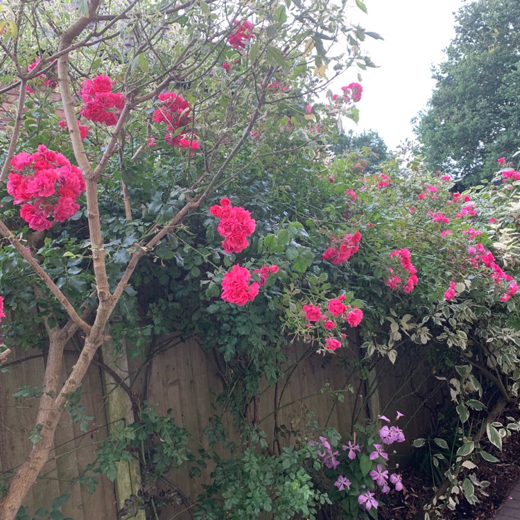 Plant image Rosa 'Flower Carpet'