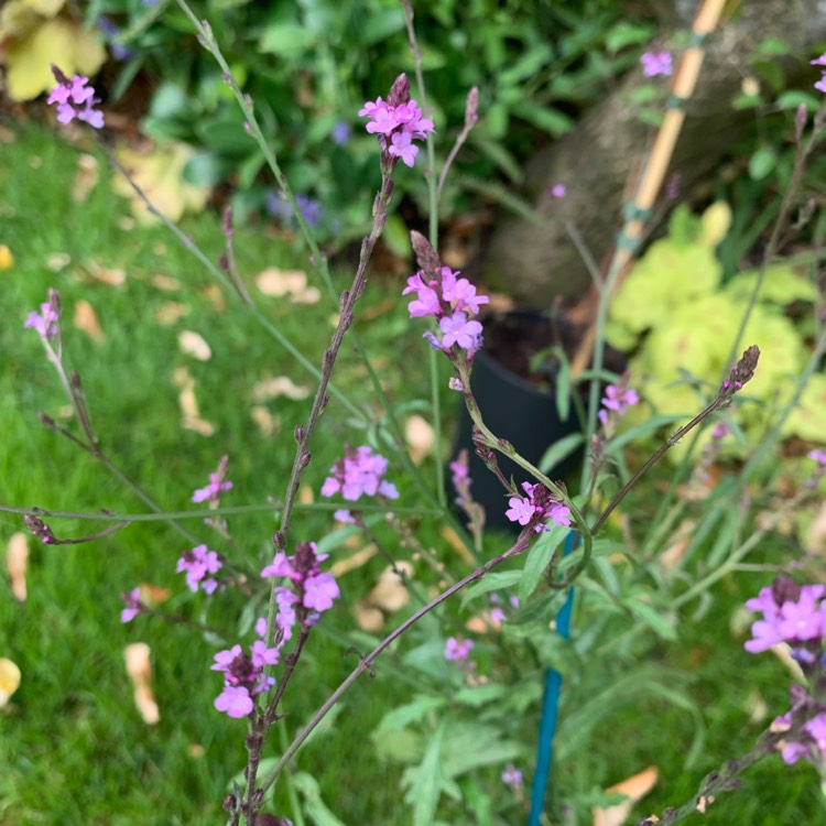 Plant image Verbena officinalis var. grandiflora 'Bampton'