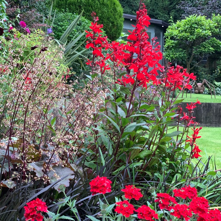 Lobelia x speciosa 'Scarlet Princess', Lobelia 'Scarlet Princess ...