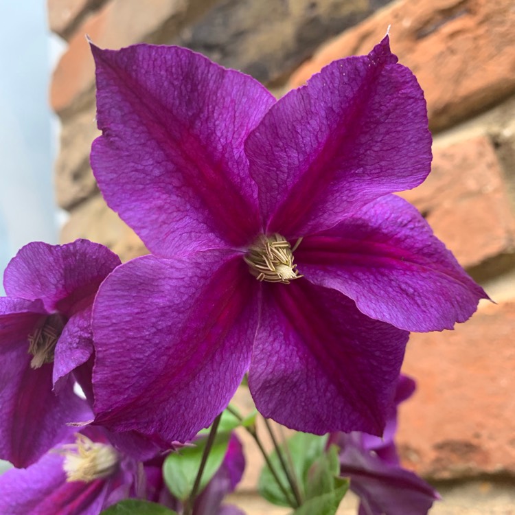 Plant image Clematis 'Star Of India'