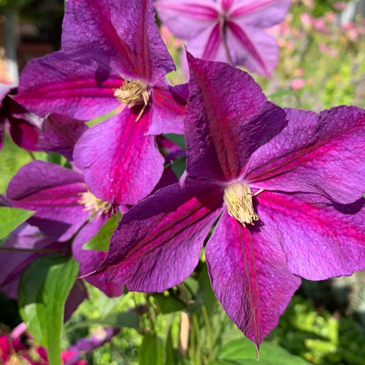 Plant image Clematis 'Star Of India'